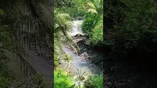 #quotes #wonosobo #nature #indonesia #waterfall #tanaman #tanamanhias #pakis #kadaka