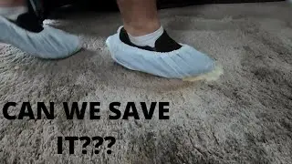 TREATING A HEAVILY SOILED URINE CONTAMINATED CARPET, SATISFYING!
