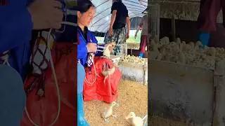 Duckling vaccination: Helps prevent disease, boost survival rates, and ensure healthy farming