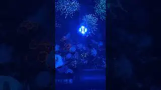 Nano Reef Tank Top Down No Flow
