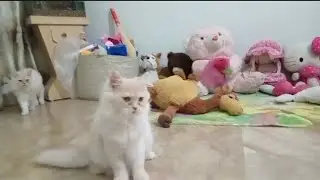 Persian cat playing | Persian cats playing | funny Persian cat playing 