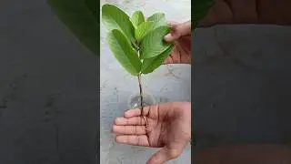 propagate guava cutting in water #shorts #guava #viral