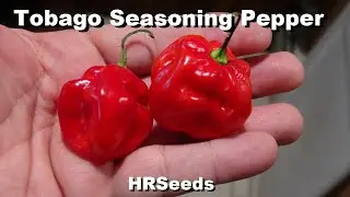 ⟹ Tobago Seasoning Pepper | Capsicum Chinense | Pod Review