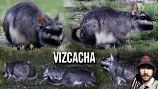 Vizcacha (Lagostomus maximus) Plains viscacha, Vizcacha de las pampas,  Vizcacha mora