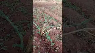 الأرض في الواحات الداخله ونوع التربه
