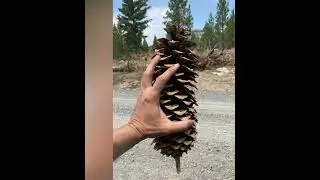 The Crystal peak  #crystalpeak #crystalmine Reno NV. #crystal #rockhounding #thecrystalcollector