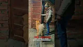 Close the door #yaey #door (indian dog breed gaddi training)#bhotia #gaddidog