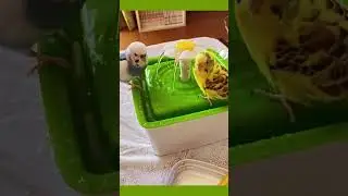 Budgie Bath Time: The Most Adorable Splash You&rsquo;ll Ever Witness! #birds #viral #parakeet #shorts