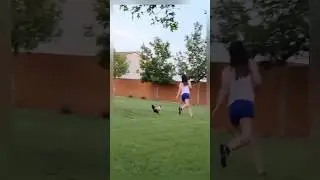 Animal Mood Switched Instantly 😤 #funnyanimals #shorts