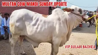 Multan Cow Mandi Sunday Update | Gulabi Mall Sasta Ho Gaya @SSTvs