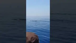 Observation baleines rorqual . #m&eacute;diterran&eacute;e #baleine #animals