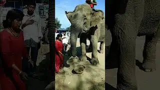 Heart and Rituals #onepiece viral video #shorts #viralvideo #elephant #ganeshchaturthi #puja