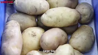 POTATO SORTING (SIZE DETECTION) USING LAUFFER'S AI DEEP LEARNING TECHNOLOGY