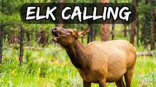 Rocky Mountain Elk Calling Out To Each Other.