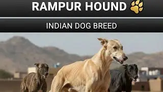 Rampur hound 