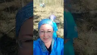посадка деревьев по Экопроекту от Компании Siberian Wellness!!! Томск- Моряковка- 2023