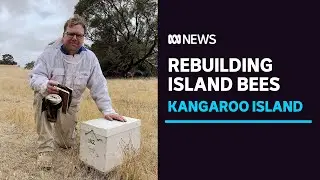 Kangaroo Island beekeepers desperately try to keep pure strain alive | ABC News