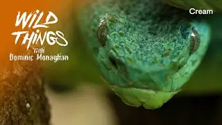 The Palm Viper | Wild Things with Dominic Monaghan | Guatemala (Season 1 Episode 8)