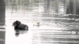 Little Grebe & Chick