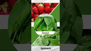 5 Best Crops for Vertical Hydroponics in 2025 🌱 | Grow Smart with BIO 520