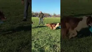 Dogfrisbee #aussie #frisbee #fun #shorts
