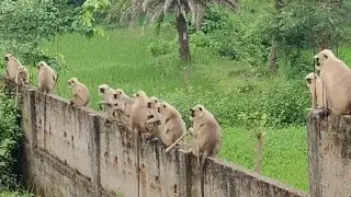 Monkey Vlogs Video ❤️🐒❤️