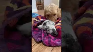 Noodle's motherly instincts are so cute! 🥰