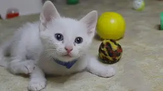 Cat cam: kittens live stream with street cat Snow and her 4 kittens