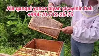 QANQAL ÇİÇƏYİNİN BALI