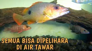 Mangrove Jack Bisa Langsung  Hidup Di Aquarium Air Tawar,Simak Tips dan Triknya!