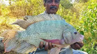 SIGHT FISHING FOR GIANT TILAPIA