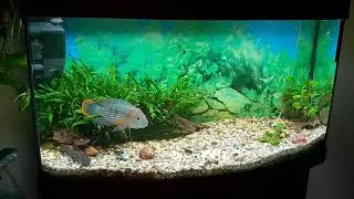 Fluval Aquasky colour + Led 25 watts