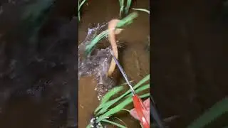 Catching eels in the rice fields at night - Outdoor fishing eel!! #fishing #catchingfish