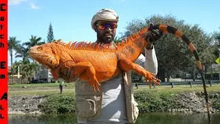 The GIANT IGUANA are EXPLODING in the COLD!