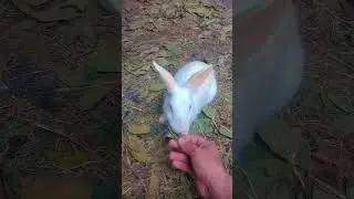 cute rabbit 🐰🐰 #cuteanimal #mycuterabbit #cuteanimal #bunny #bunny #cuterabbit #animals #cutepet