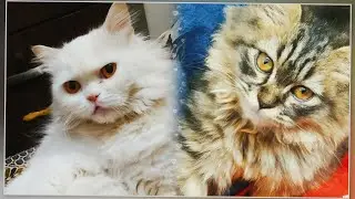 Chubby Cats 😍
