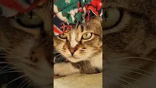ASMR | CAT PURR #catpurring #bomiscatname #cat #relaxing #cutecat