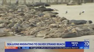 Hundreds of sea lions are taking over a beach in Ventura County
