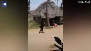 STRANGE BUT TRUE: Shocking video of a goat walking on two legs