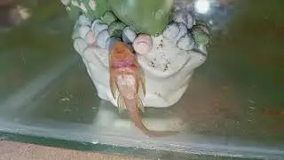 the most laziest janitor fish I had