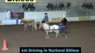 Bitless Driving in the Nurtural Bridle