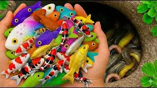 Catch Beautiful Freshwater Aquarium Fish in Fields:Snakehead, Fire Eel, Flowerhorn, koi fish