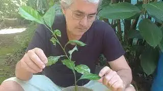 Como controlar a Larva Minadora dos Citros
