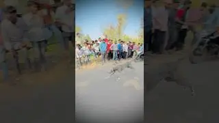 Dog race Kolhapur #shorts