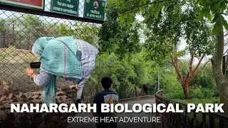 Nahargarh Biological Park: Wild Adventures & Uncut Fun! 🦁🦒.|| #jaipur #zoo