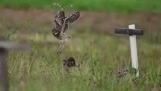 baby burrowing owl flying