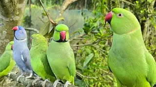 Indian Funny Parrot Sounds