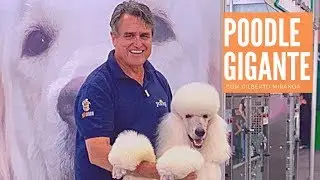 Poodle Gigante