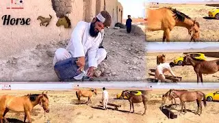 زندگی ساده و صمیمی کاکا نثار احمد شوقی در روستا