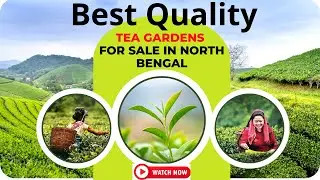 Best Quality Tea Gardens For Sale In North Bengal